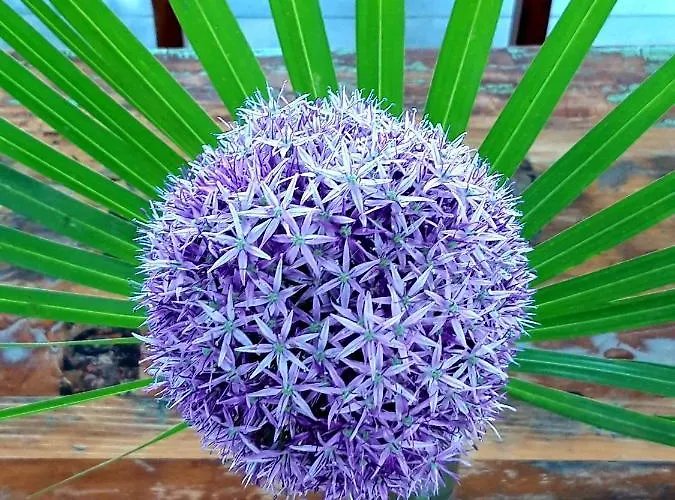 Otel Seewirts Strandhaus